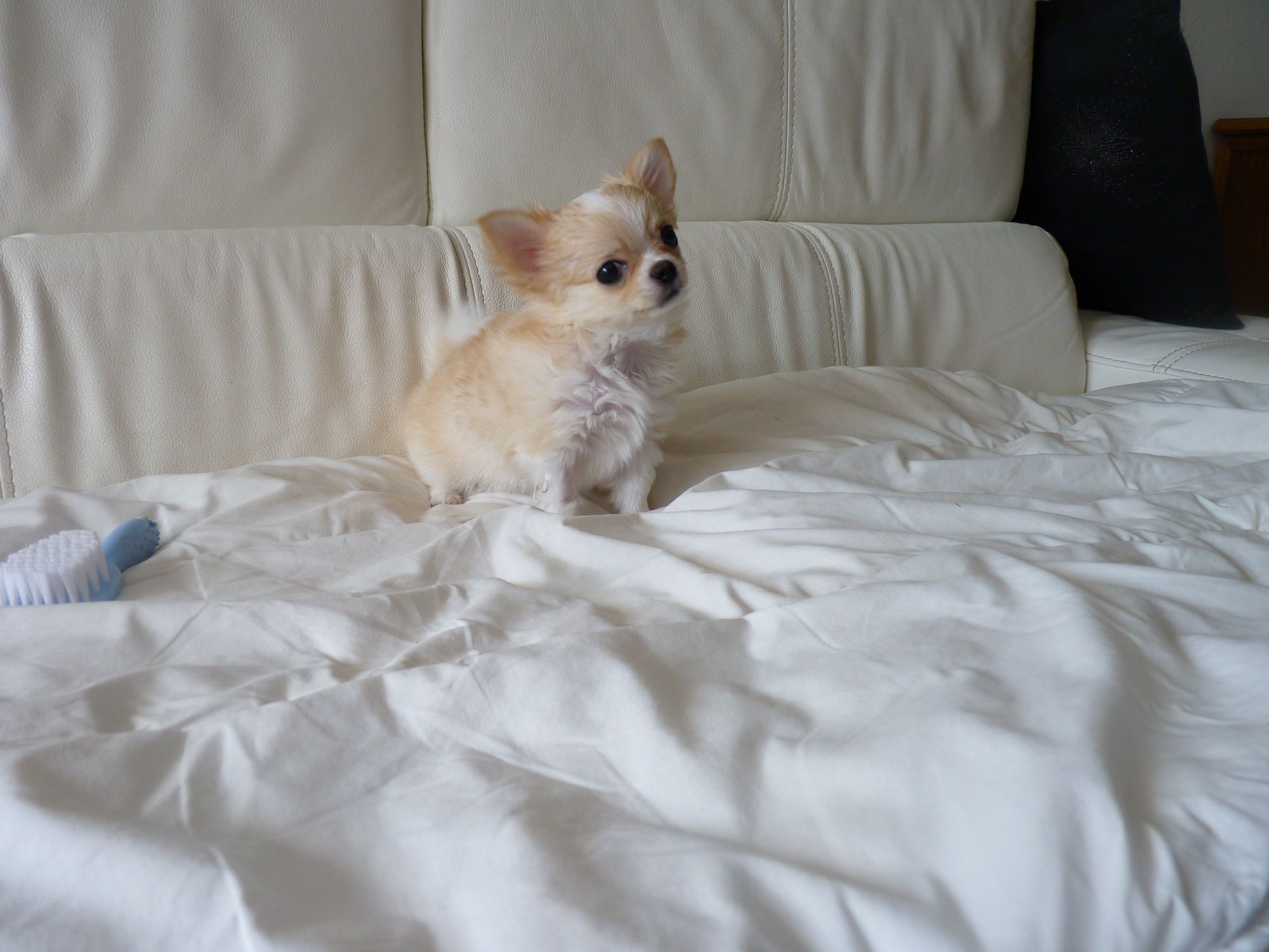 chien