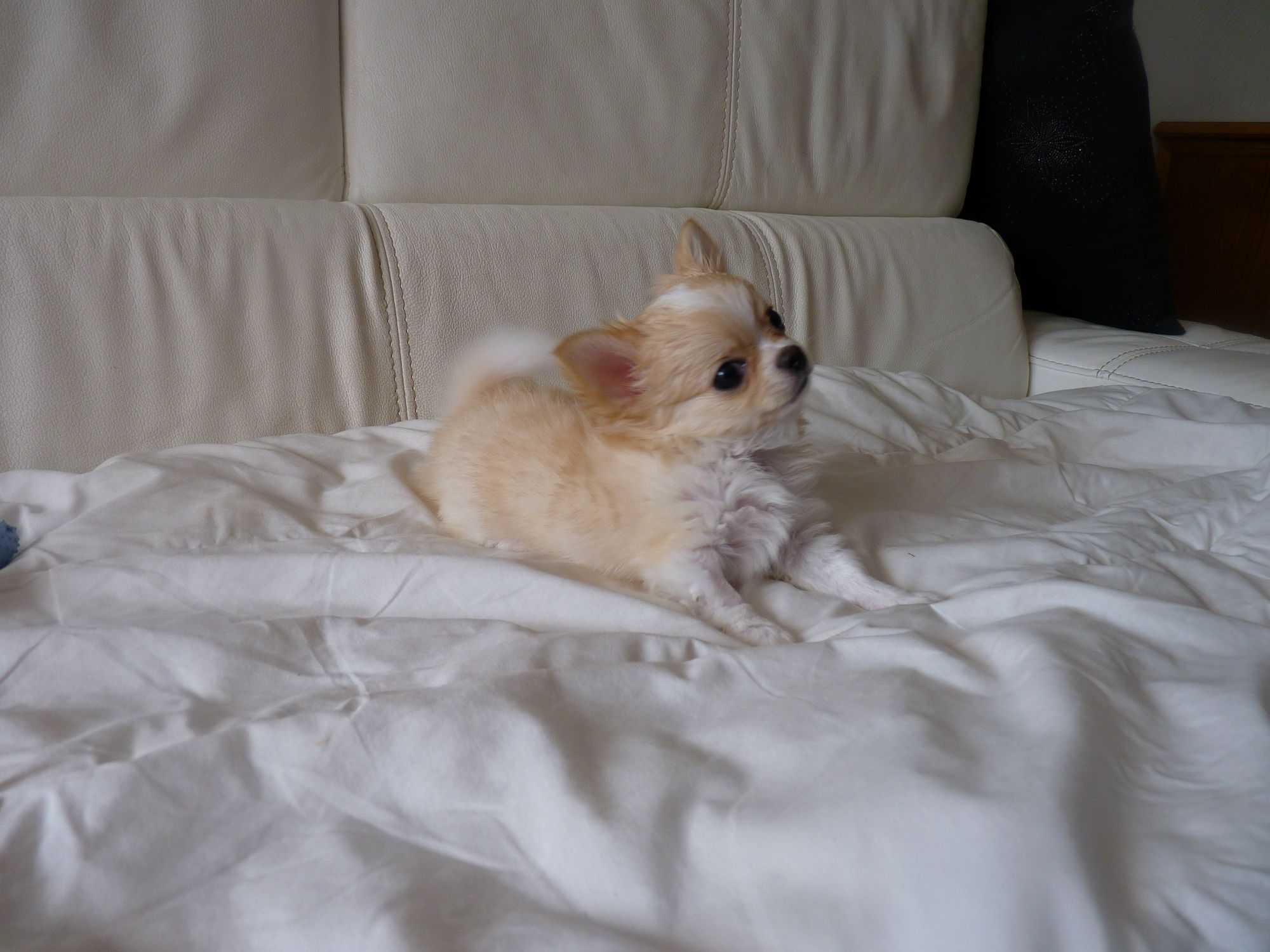 chihuahua miele