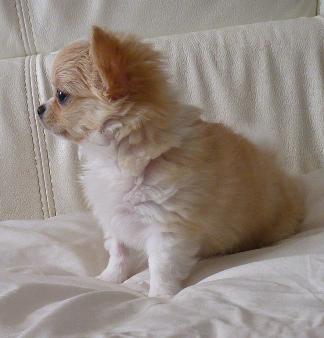 chihuahua male