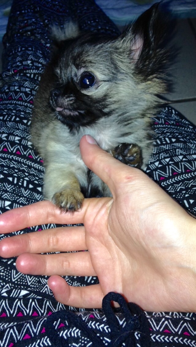 chihuahua 