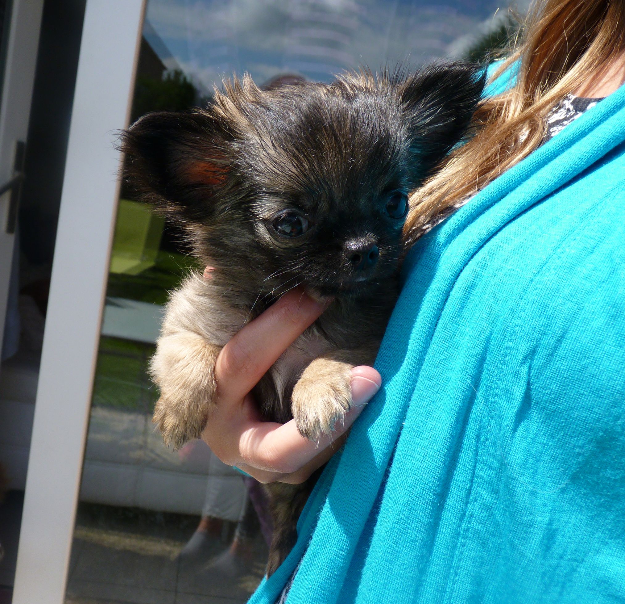 chihuahua 